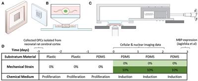 Mechanical Strain Alters Cellular and Nuclear Dynamics at Early Stages of Oligodendrocyte Differentiation